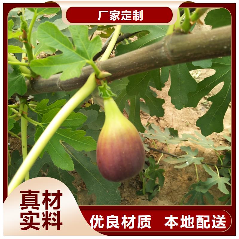 无花果李子苗款式多样