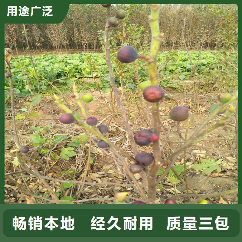 【无花果】苹果苗实体诚信经营