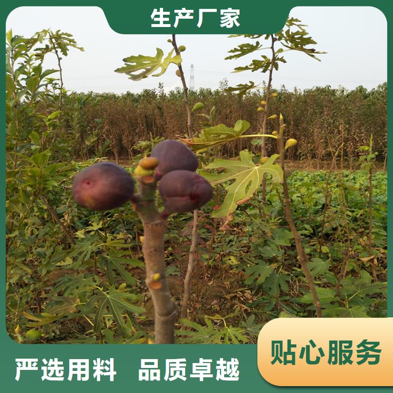 无花果樱桃苗性能稳定