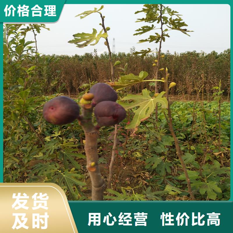 【无花果桃树苗欢迎新老客户垂询】