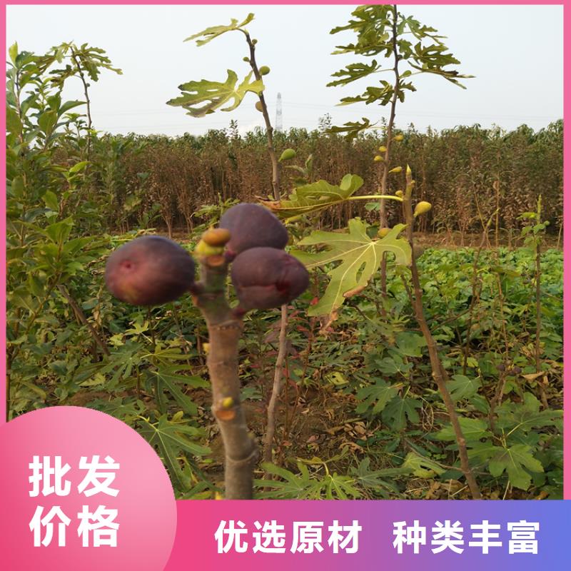 无花果樱桃苗专注细节使用放心