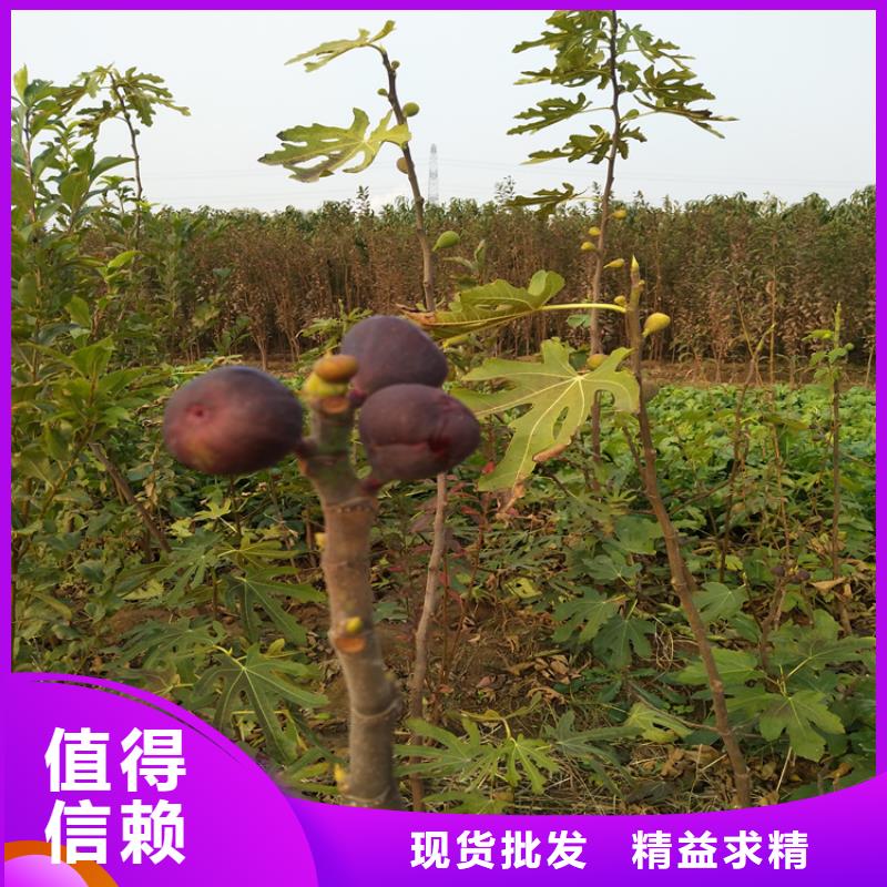 无花果,【苹果苗】好产品价格低