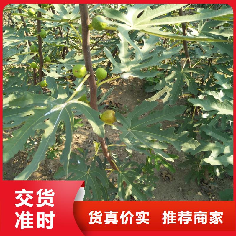 无花果_猕猴桃苗源头把关放心选购