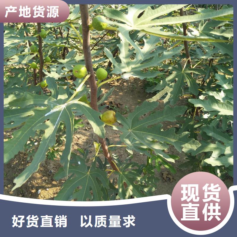 无花果樱桃苗发货迅速