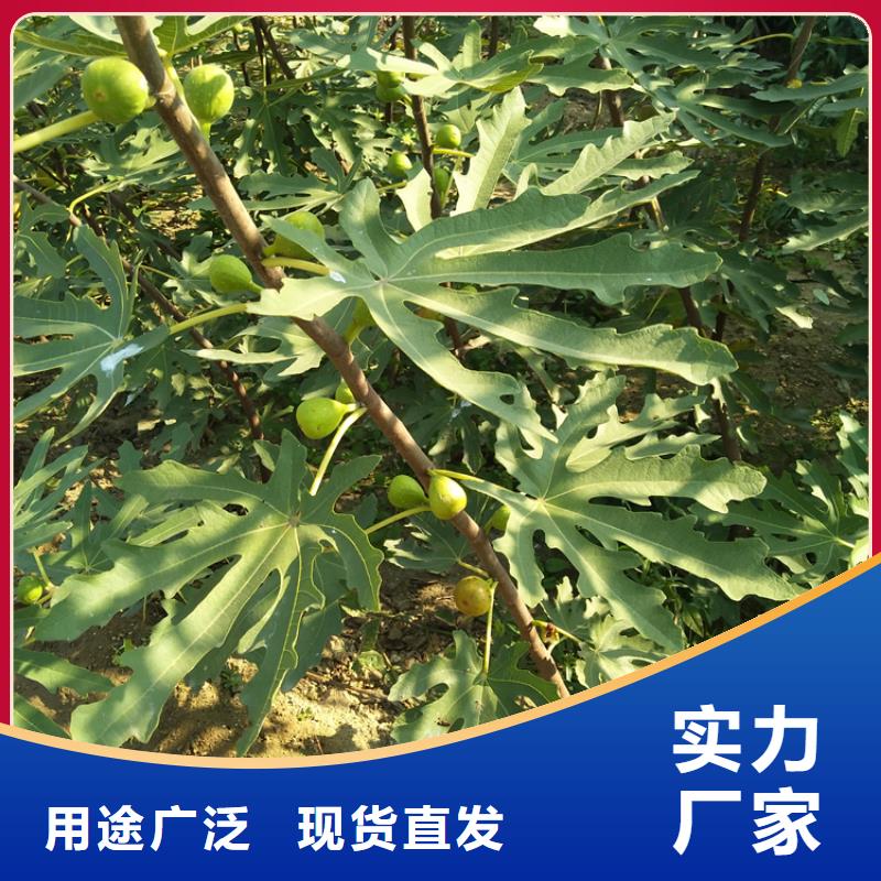 无花果石榴树自有生产工厂