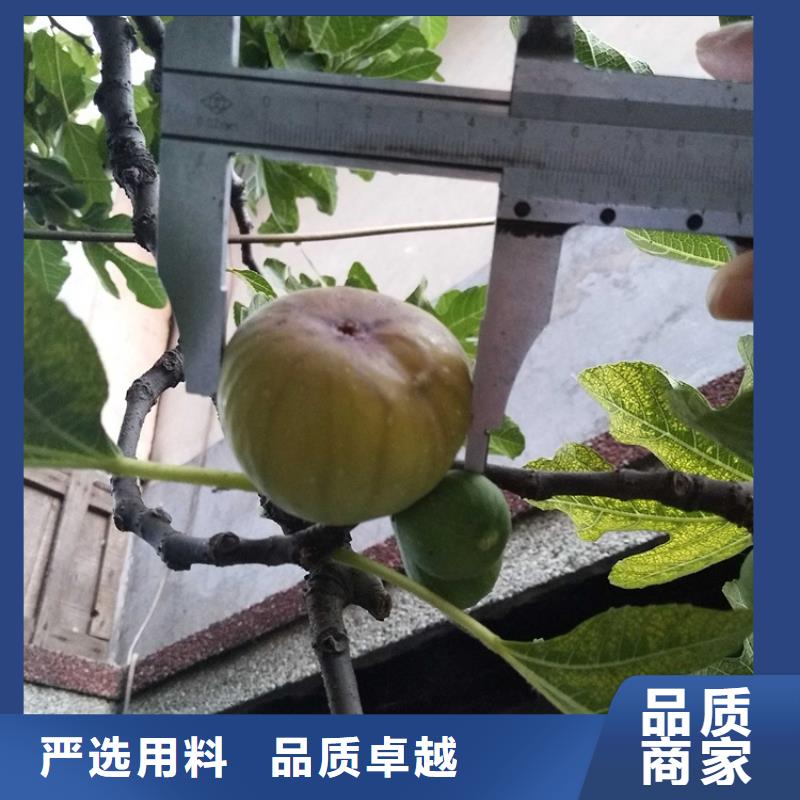 【无花果】红颜草莓实力派厂家