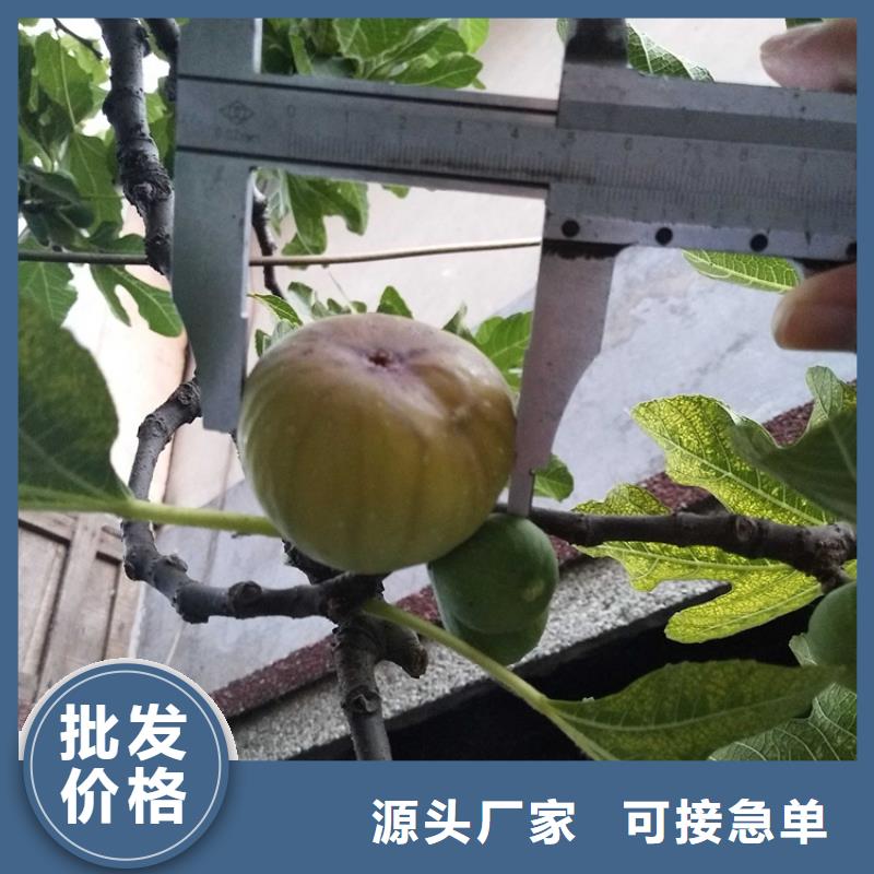 【无花果桃树苗欢迎新老客户垂询】