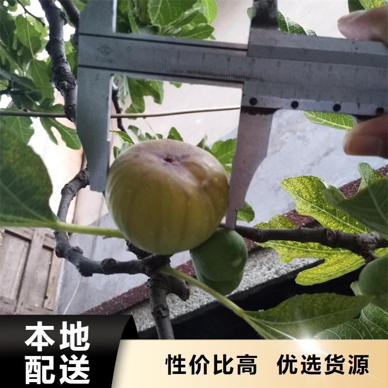 【无花果-西瓜番石榴苗设计制造销售服务一体】