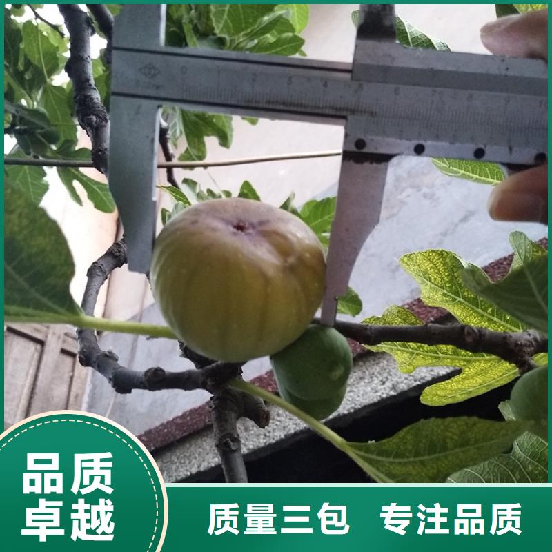 无花果树苗用什么肥料/轩园园艺场