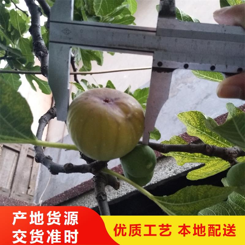 无花果樱桃苗性能稳定