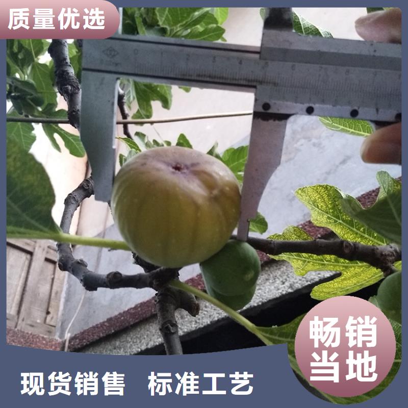 无花果樱桃苗发货迅速