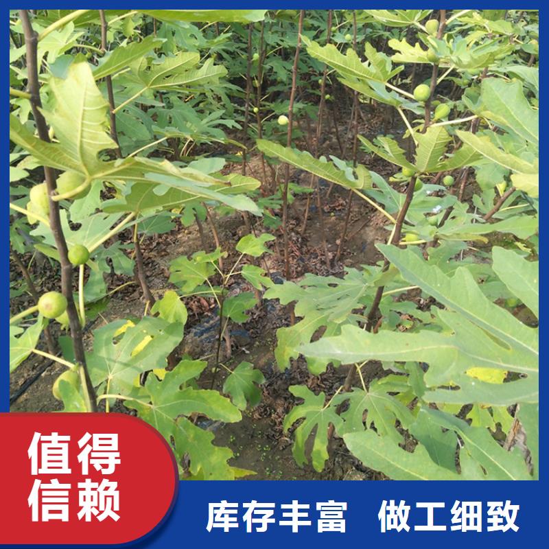 无花果苹果苗订购