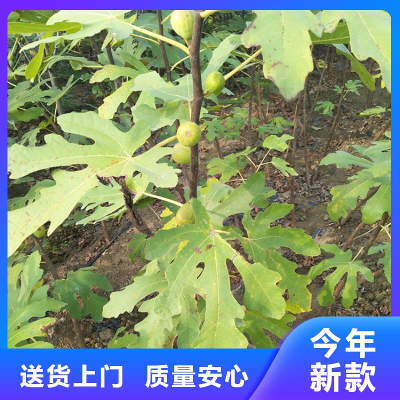 无花果樱桃苗专注细节使用放心