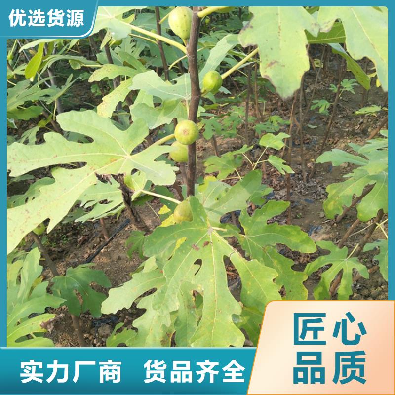 【无花果】苹果苗实体诚信经营