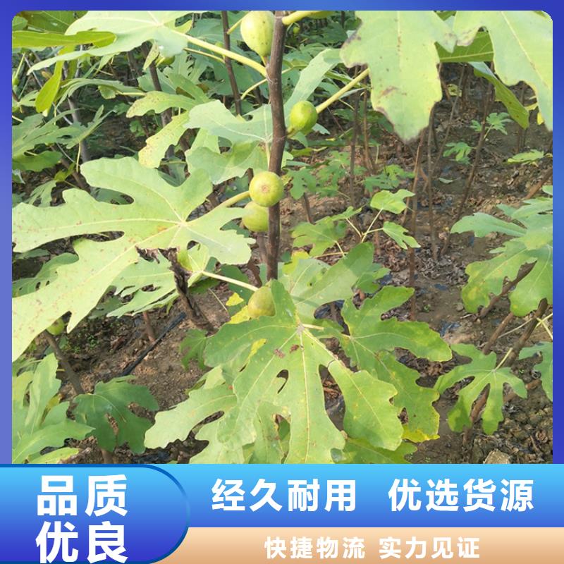 【无花果桃树苗欢迎新老客户垂询】