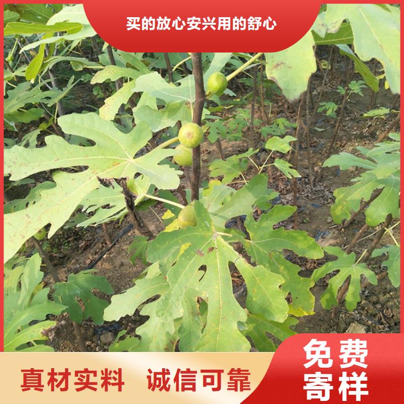 无花果-蓝莓苗厂家质量过硬