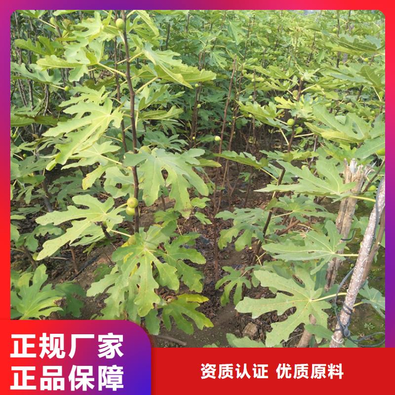 无花果苹果苗订购