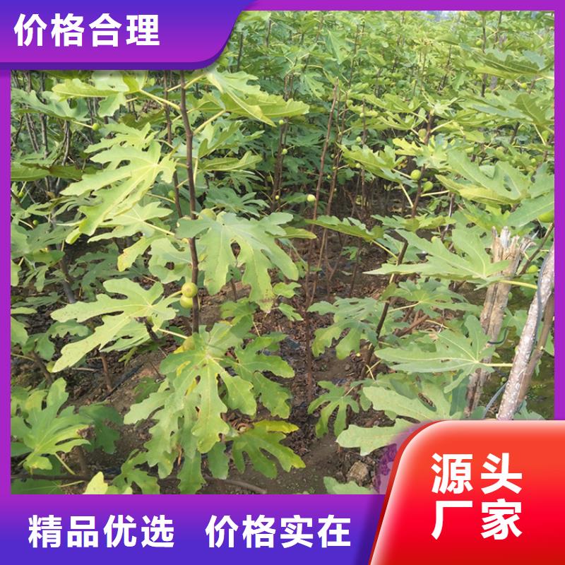 无花果杏树苗量大更优惠