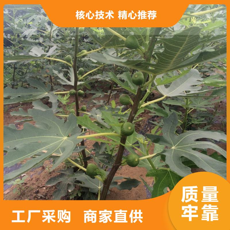 【无花果】苹果苗产地工厂