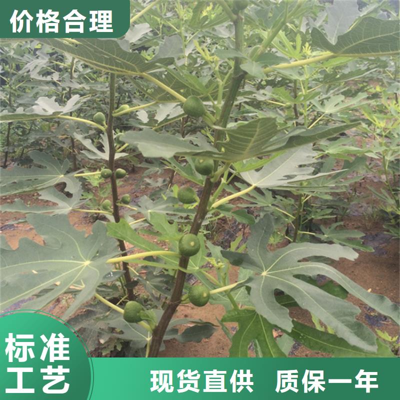 无花果树苗量多优惠