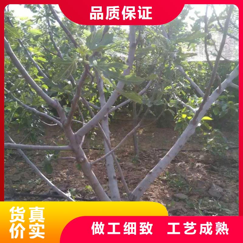 无花果石榴树厂家直营