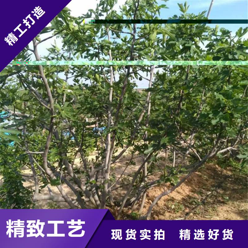 【无花果】蓝莓苗产品优势特点