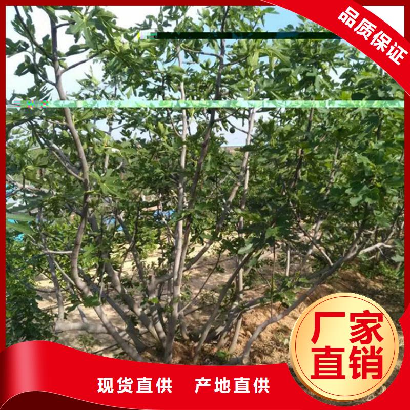 【无花果】樱桃苗厂家品控严格