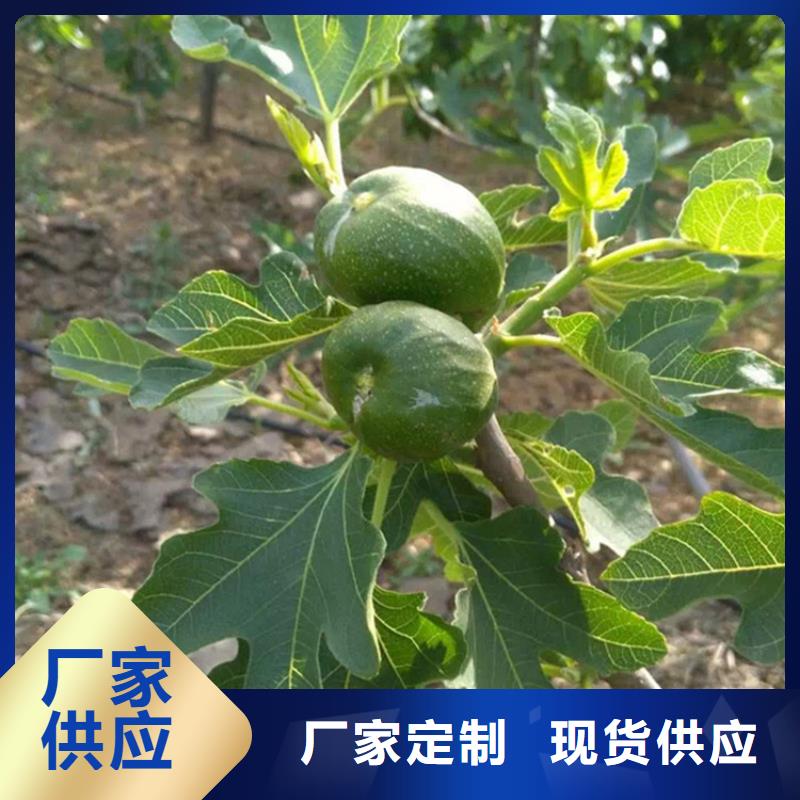 无花果苹果苗订购