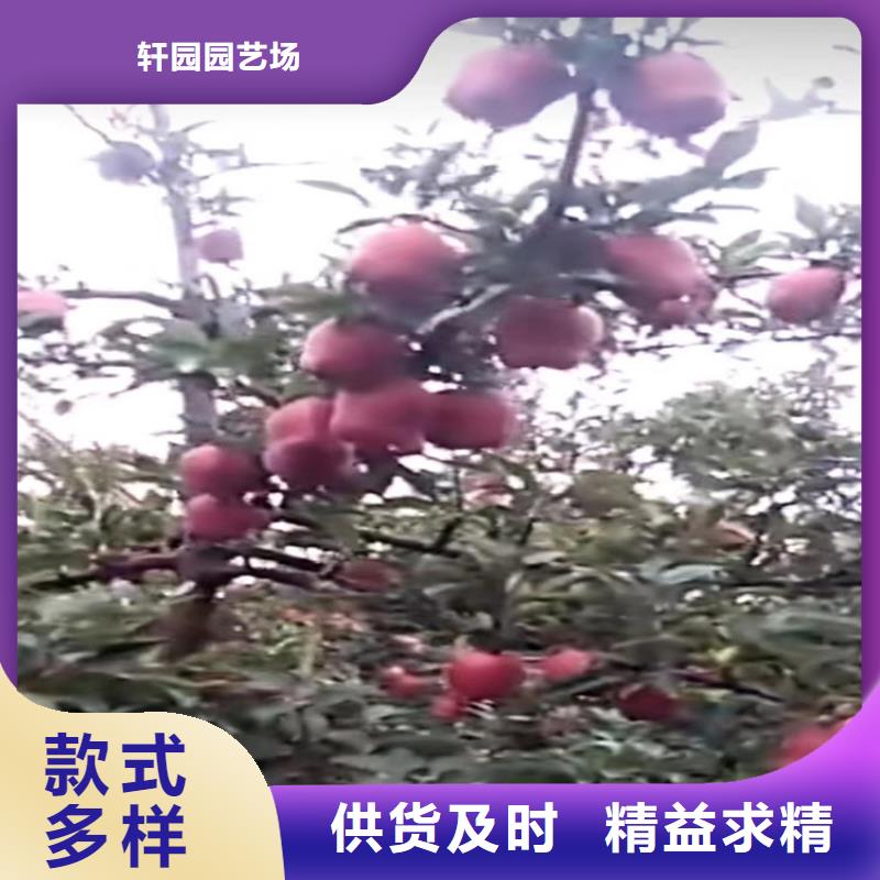 苹果苗批发价格