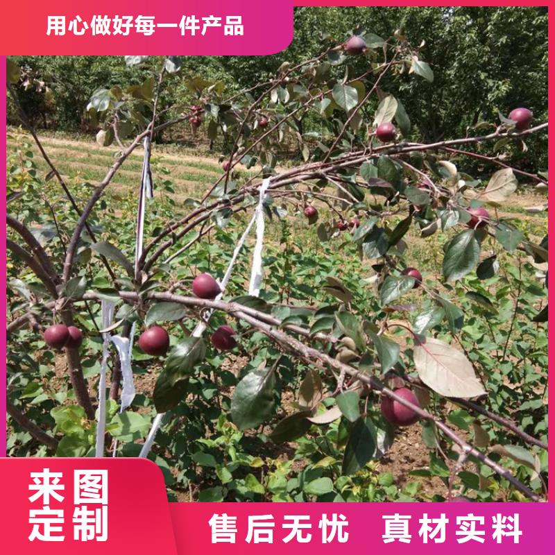 秦脆苹果苗批发零售/轩园园艺场