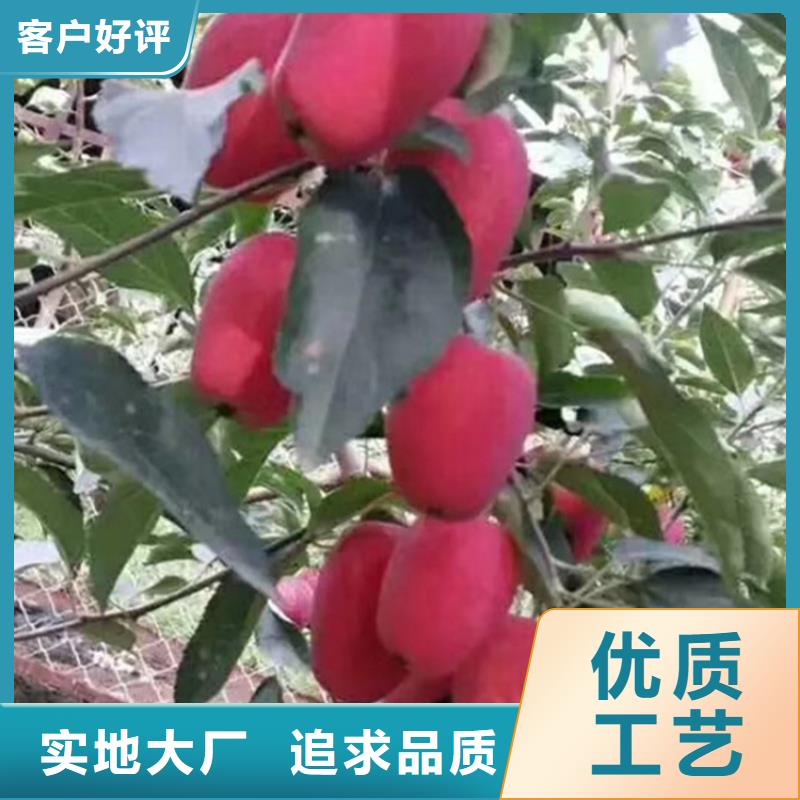 苹果梨树苗一致好评产品