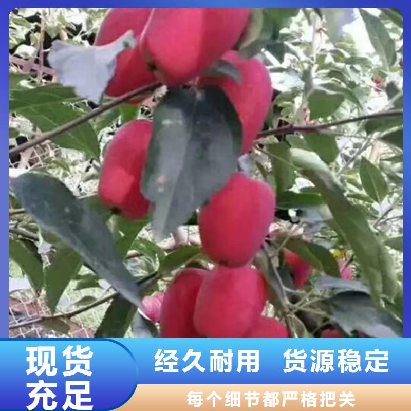 苹果李子苗供您所需