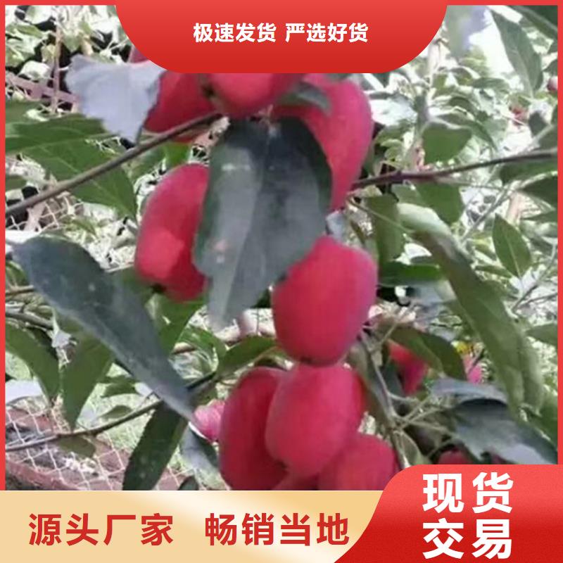 【苹果无花果苗好品质售后无忧】