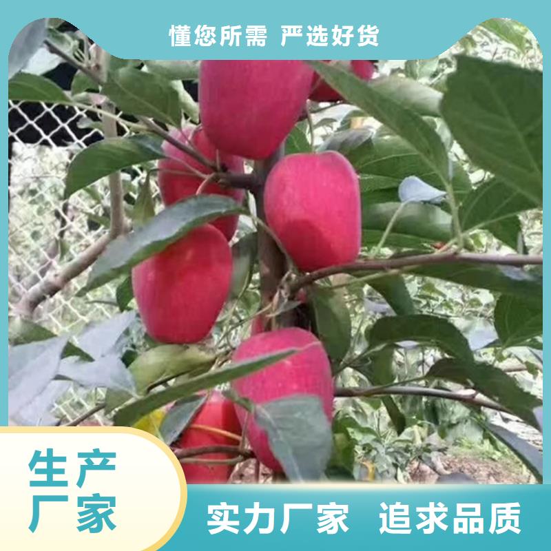 苹果梨树苗一致好评产品