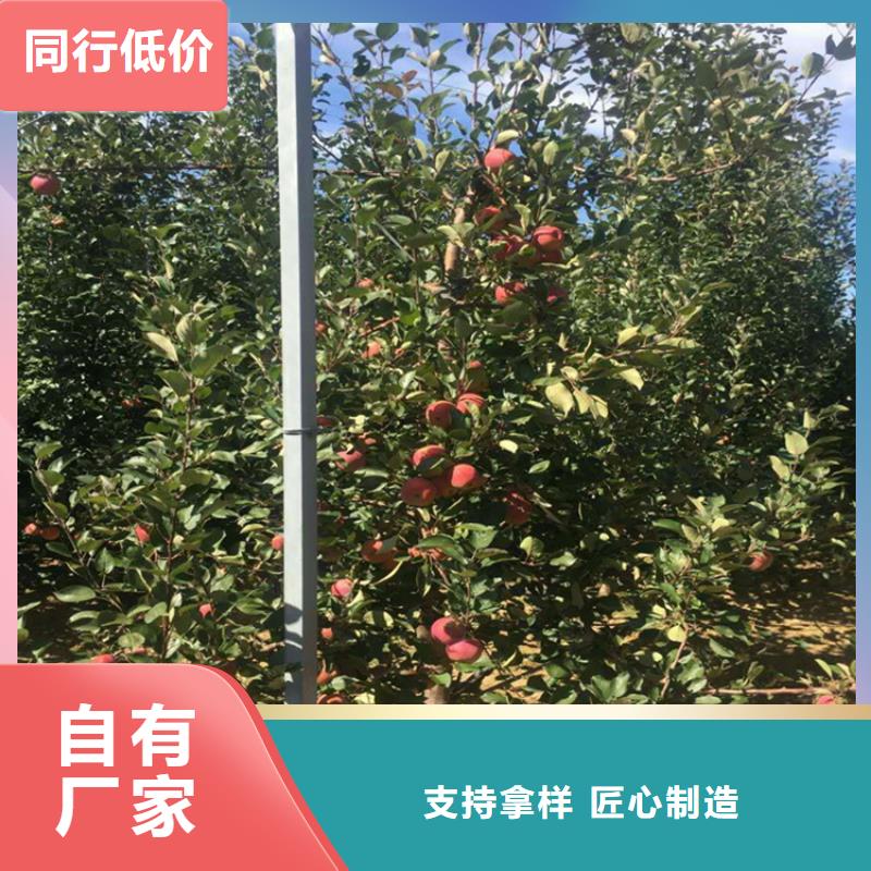 苹果花椒苗源头厂家经验丰富