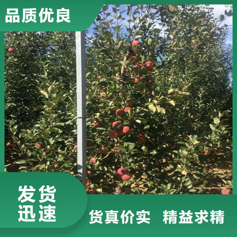 苹果杏树苗诚信经营质量保证