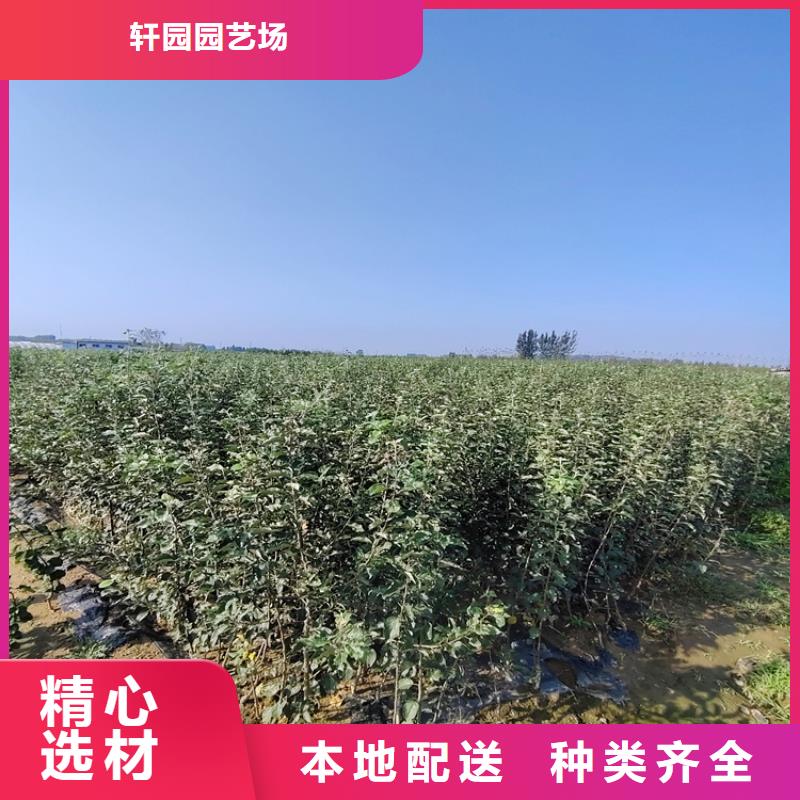 苹果板栗苗买的放心安兴用的舒心