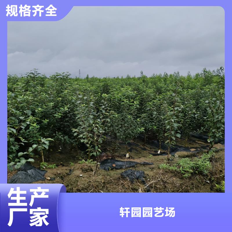 苹果苗量多优惠