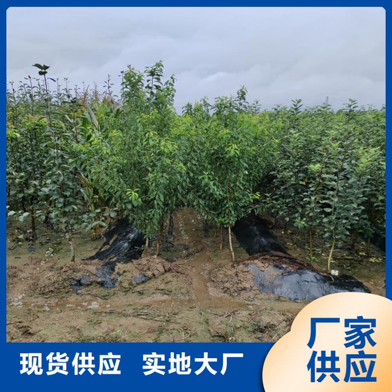 苹果梨树苗自主研发