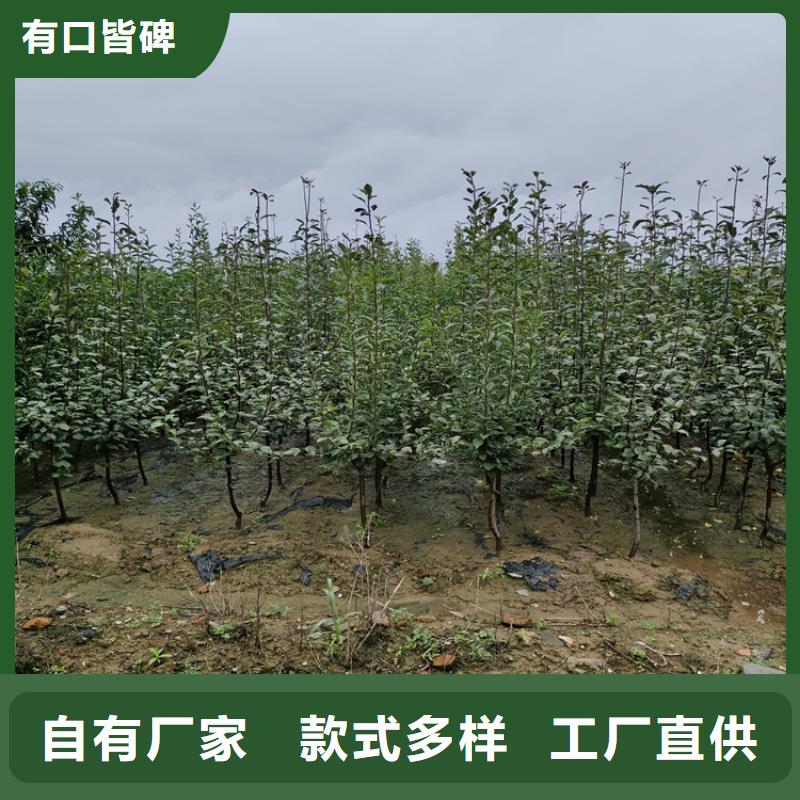 红肉苹果树苗多少钱一棵/轩园园艺场湘潭生产