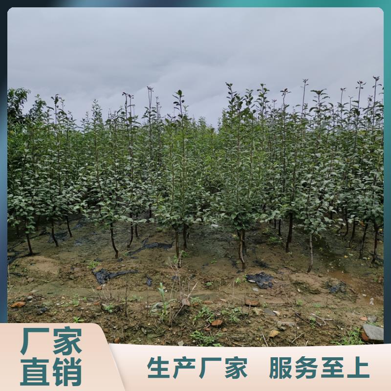 苹果苹果苗源头工厂