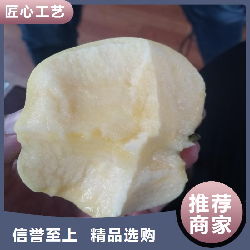 苹果树苗批发零售