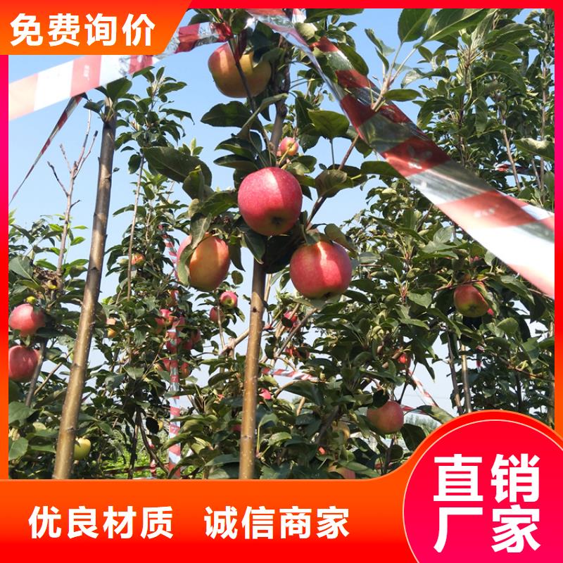 红肉苹果树苗多少钱一棵/轩园园艺场湘潭生产