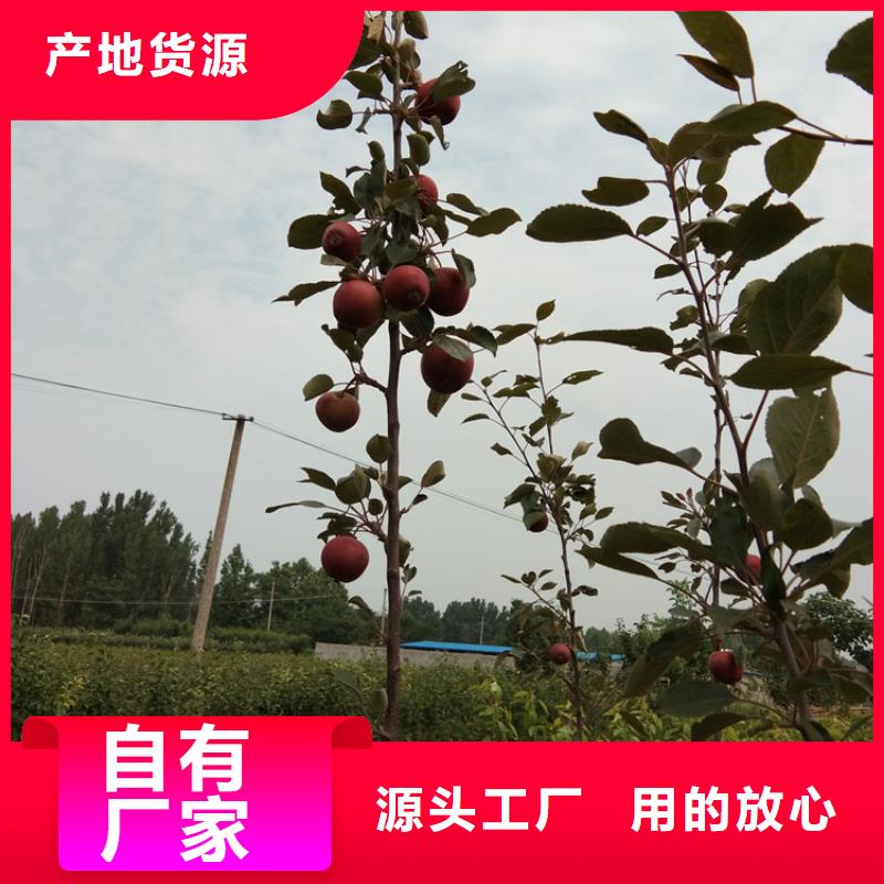 苹果【樱桃苗】高品质现货销售