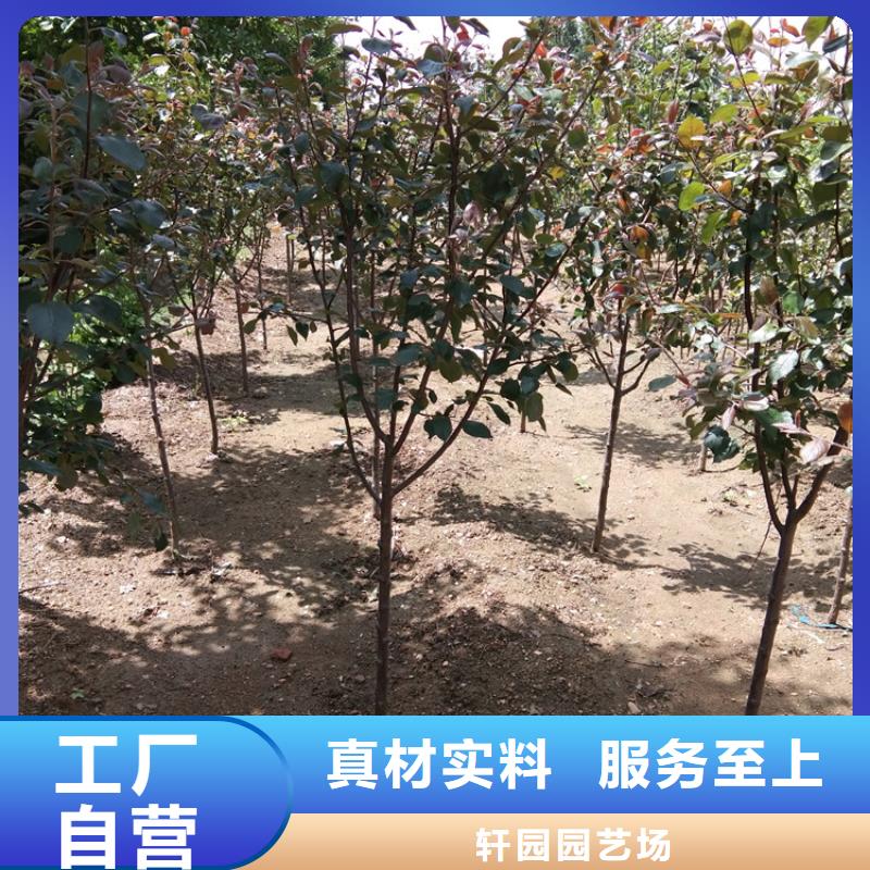 苹果苗批发价格