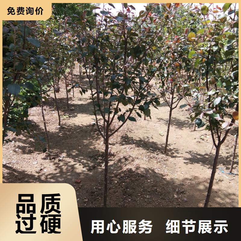 【苹果无花果苗好品质售后无忧】