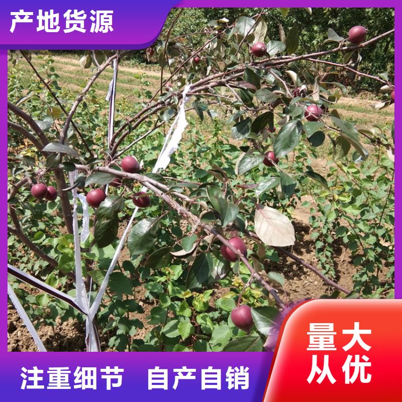 苹果樱桃苗生产经验丰富