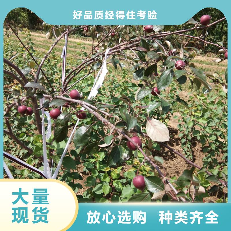 苹果树成活率高/轩园园艺场