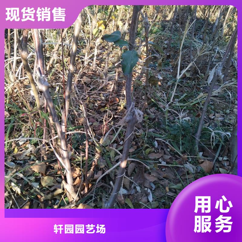 红肉苹果树苗大棚种植/轩园园艺场