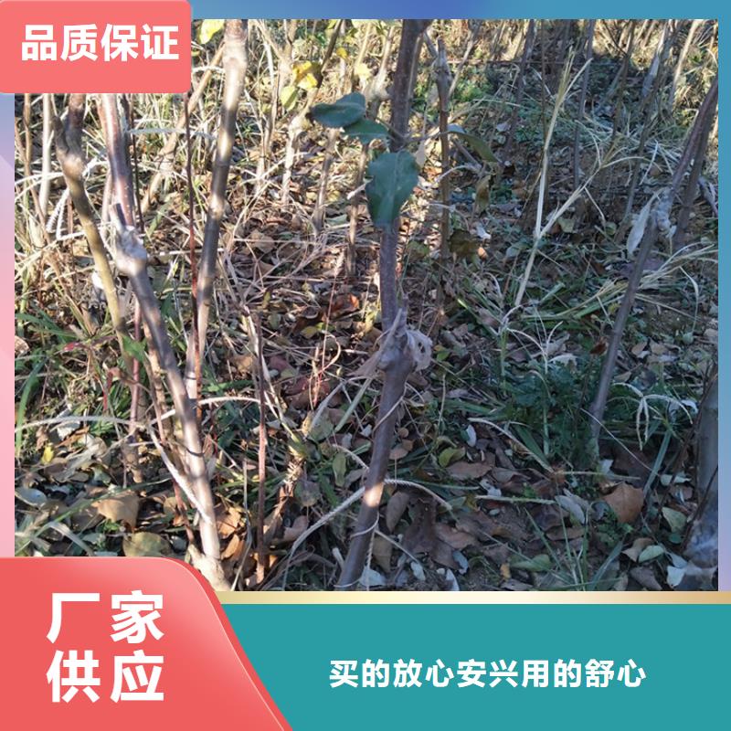 苹果【樱桃苗】款式新颖